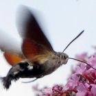 Taubenschwänzchen  (Macroglossum stellatarum)