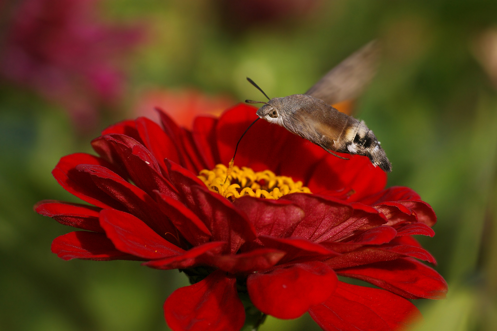 Taubenschwänzchen (Macroglossum stellatarum) 4