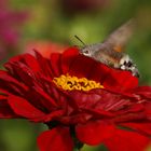 Taubenschwänzchen (Macroglossum stellatarum) 4