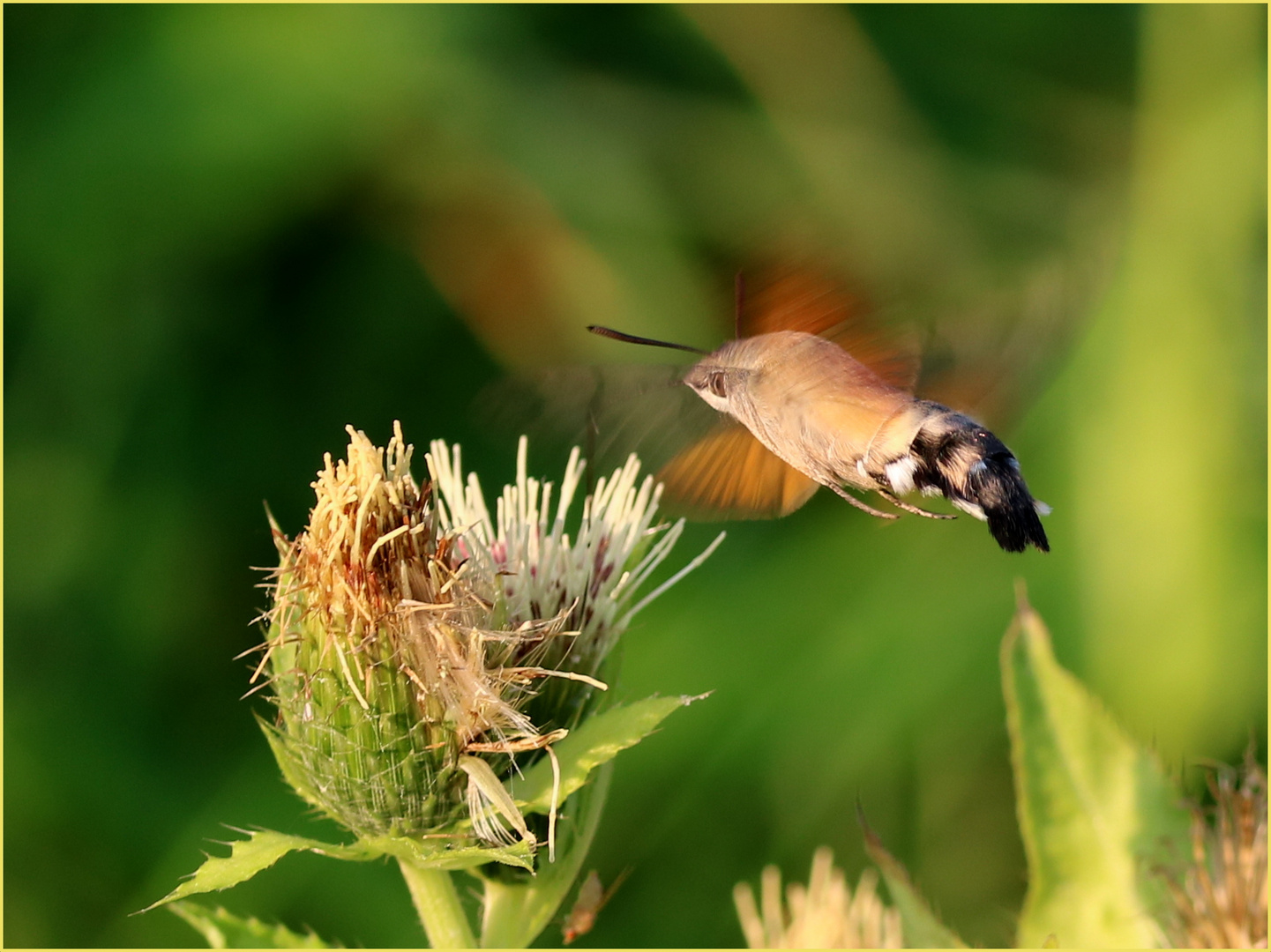 Taubenschwänzchen (Macroglossum stellatarum).