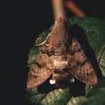 Taubenschwänzchen - Macroglossum stellatarum