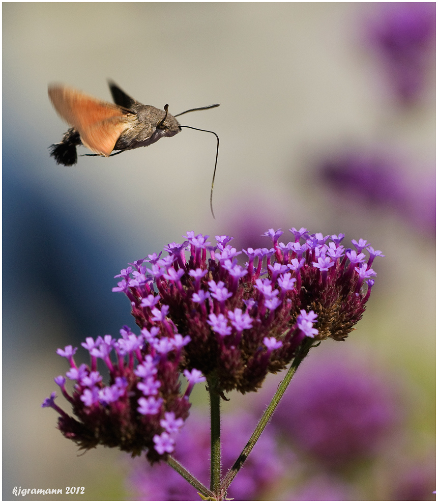 Taubenschwänzchen (Macroglossum stellatarum)....