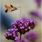 Taubenschwänzchen (Macroglossum stellatarum)....