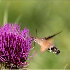 Taubenschwänzchen (Macroglossum stellatarum).