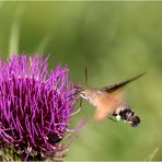 Taubenschwänzchen (Macroglossum stellatarum).