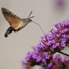 Taubenschwänzchen (Macroglossum stellatarum)