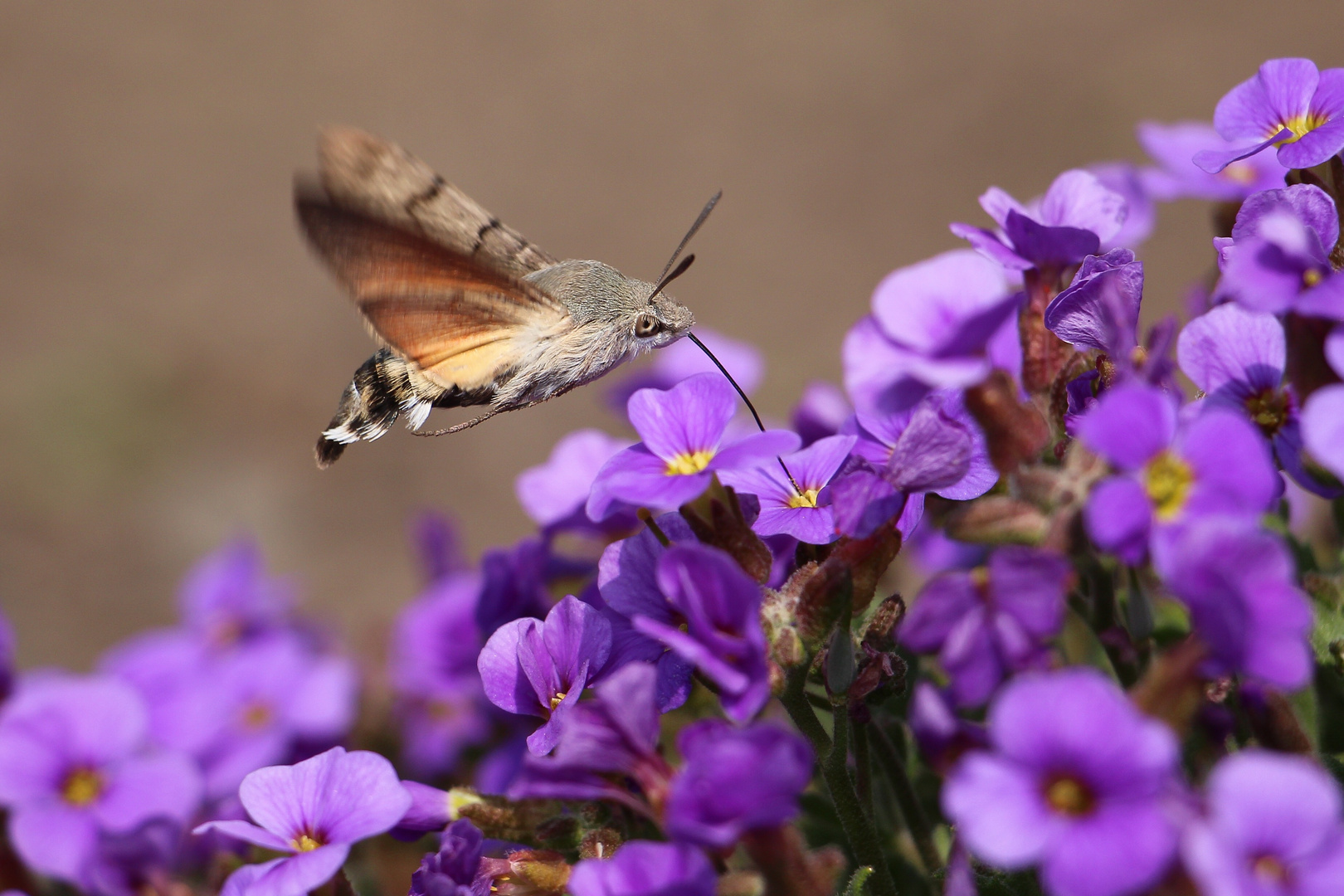 Taubenschwänzchen (Macroglossum stellatarum)