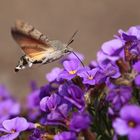 Taubenschwänzchen (Macroglossum stellatarum)