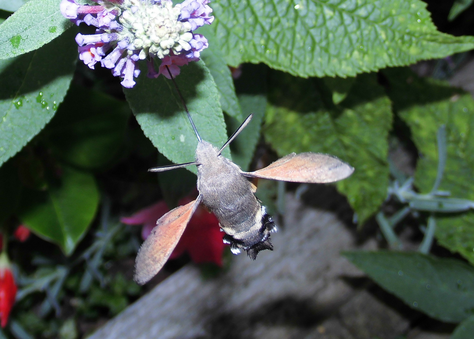 Taubenschwänzchen (Macroglossum stellatarum)