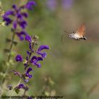 Taubenschwänzchen (Macroglossum stellatarum)