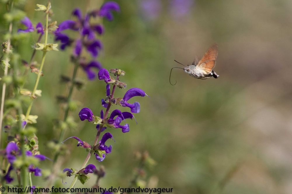 Taubenschwänzchen (Macroglossum stellatarum)