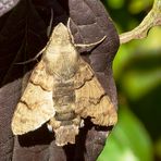  Taubenschwänzchen (Macroglossum stellatarum)