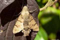  Taubenschwänzchen (Macroglossum stellatarum)