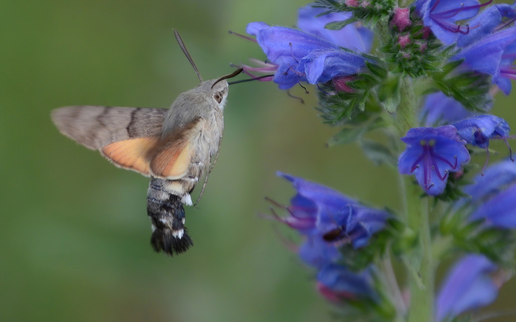 Taubenschwänzchen (Macroglossum stellatarum)