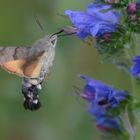 Taubenschwänzchen (Macroglossum stellatarum)