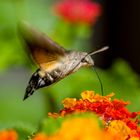 Taubenschwänzchen (Macroglossum stellatarum)