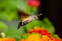 Taubenschwänzchen (Macroglossum stellatarum)