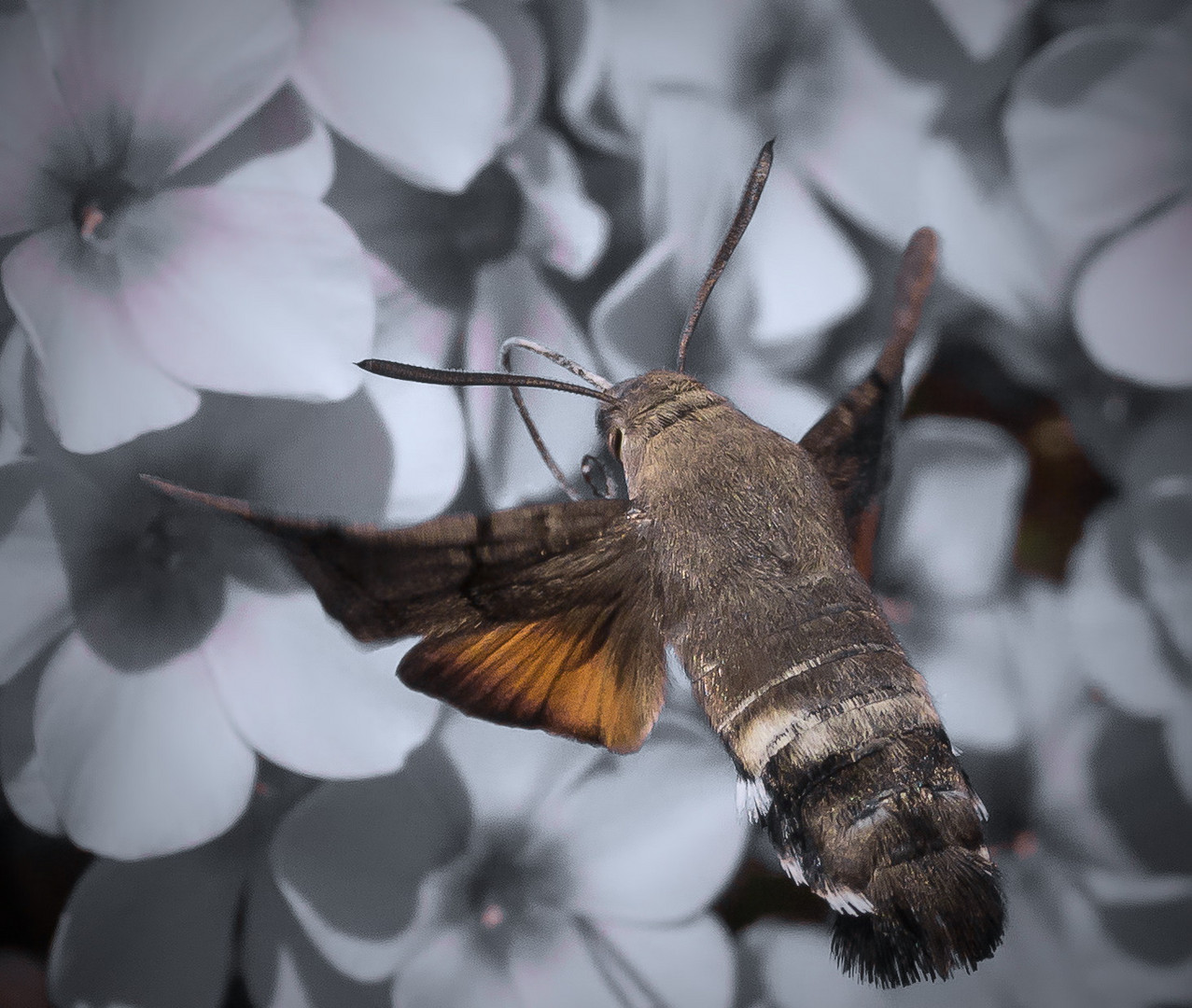 Taubenschwänzchen (Macroglossum stellatarum)