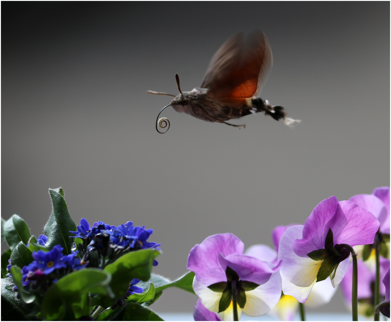 Taubenschwänzchen (Macroglossum stellatarum)...