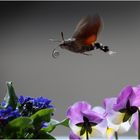 Taubenschwänzchen (Macroglossum stellatarum)...