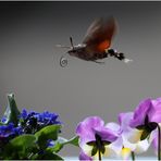 Taubenschwänzchen (Macroglossum stellatarum)...