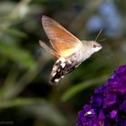 Taubenschwänzchen (Macroglossum stellatarum)