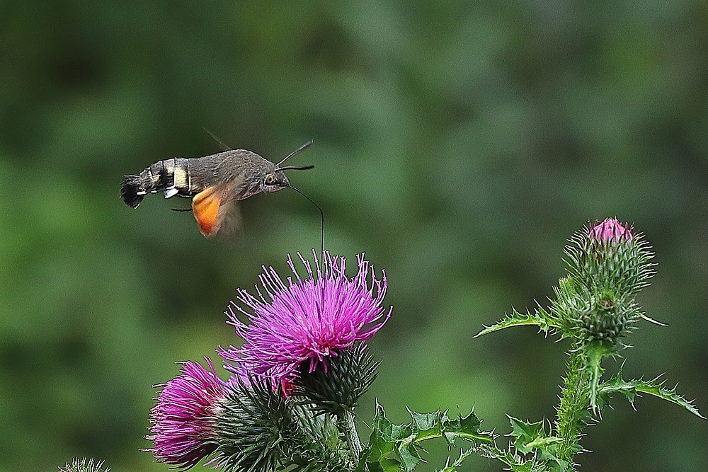 Taubenschwänzchen (Macroglossum stellatarum)