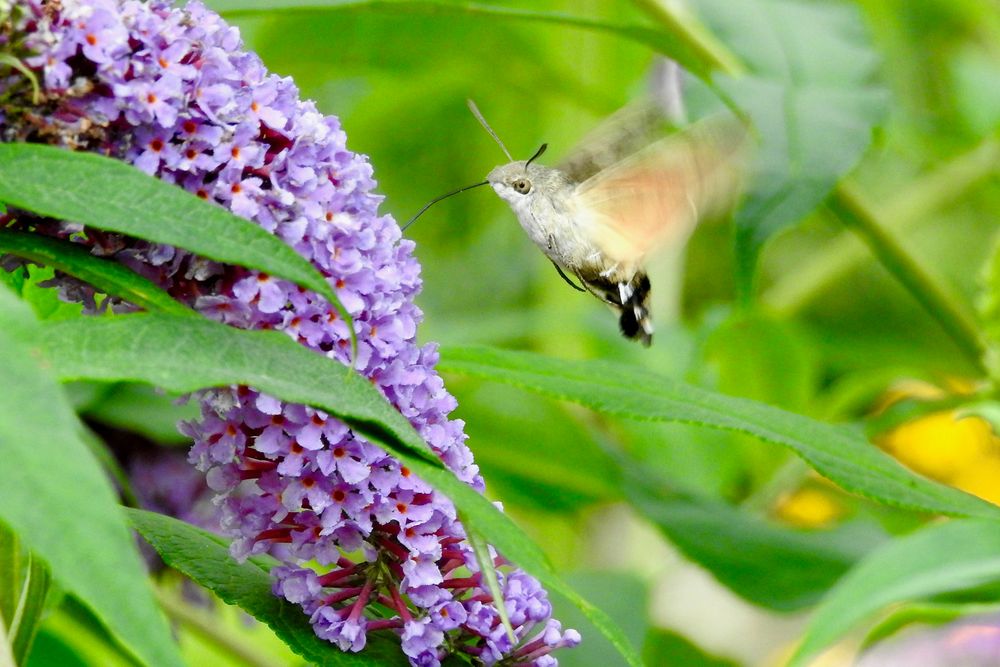 Taubenschwänzchen (Macroglossum stellatarum)