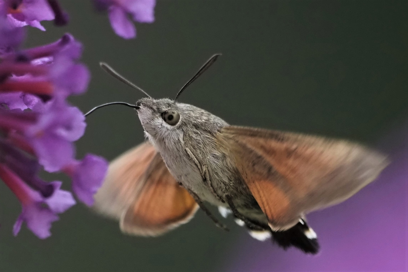 Taubenschwänzchen (Macroglossum stellatarum)