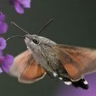 Taubenschwänzchen (Macroglossum stellatarum)