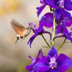 Taubenschwänzchen (Macroglossum stellatarum)