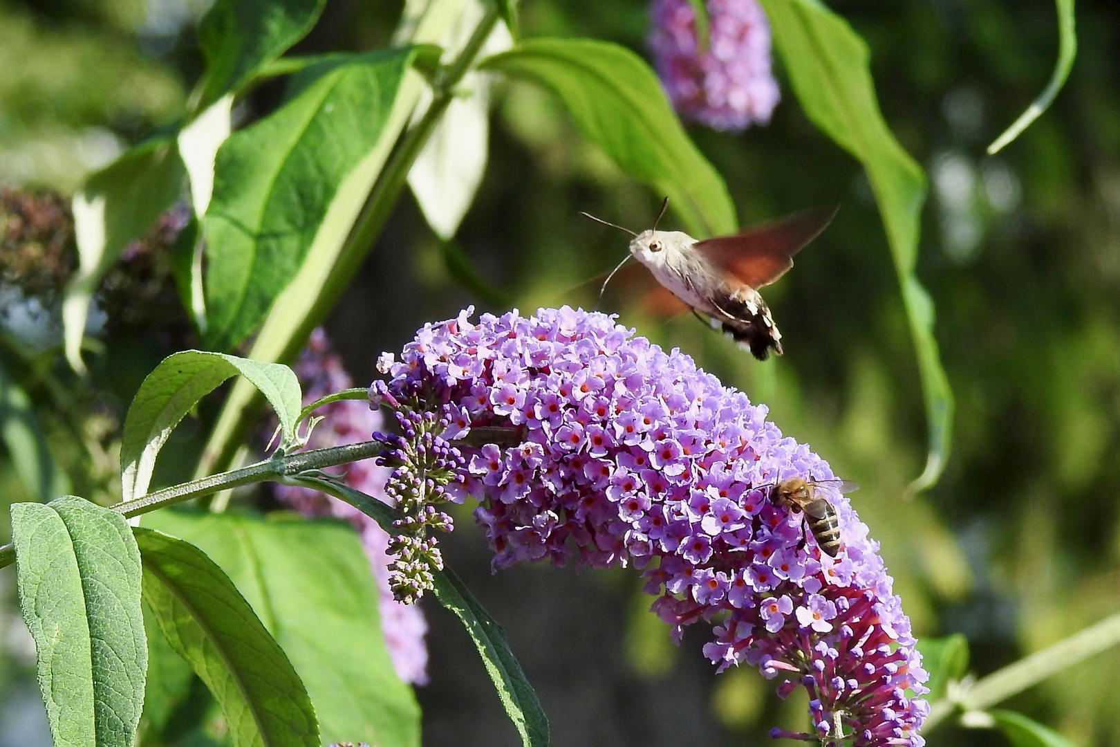 Taubenschwänzchen (Macroglossum stellatarum)