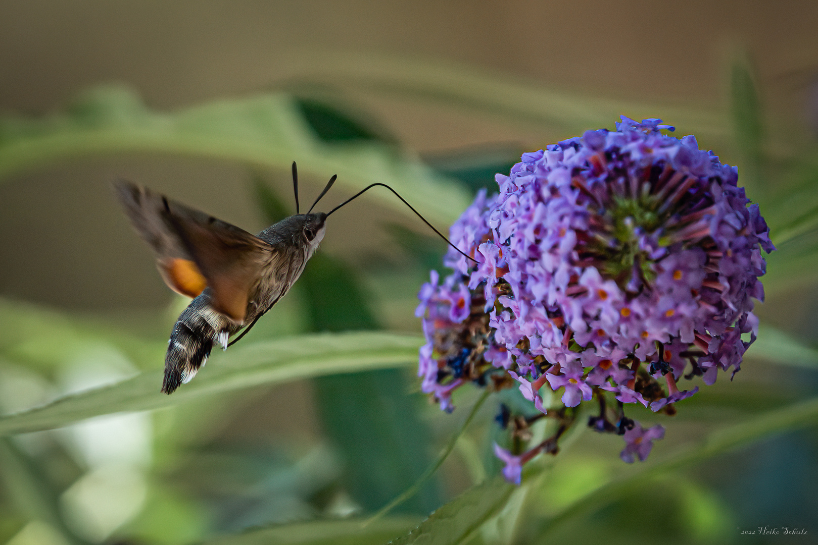 Taubenschwänzchen - Macroglossum stellatarum -