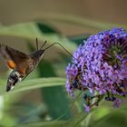 Taubenschwänzchen - Macroglossum stellatarum -