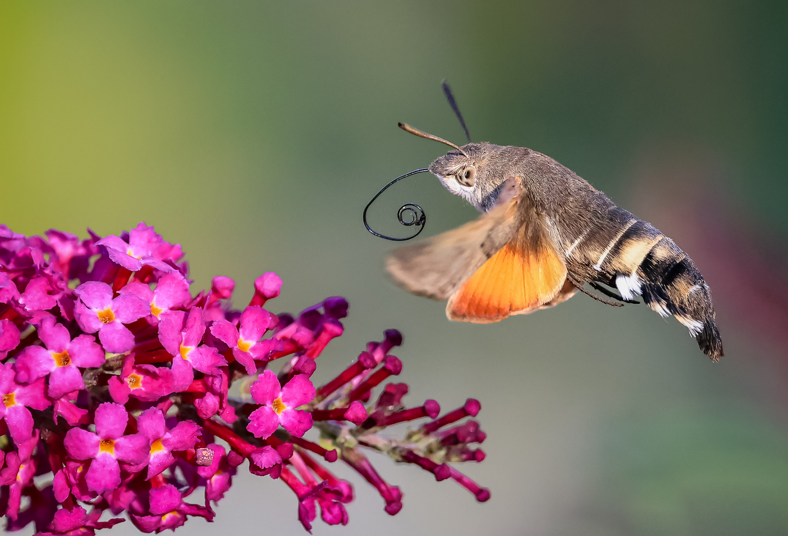 Taubenschwänzchen (Macroglossum stellatarum)