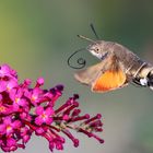 Taubenschwänzchen (Macroglossum stellatarum)