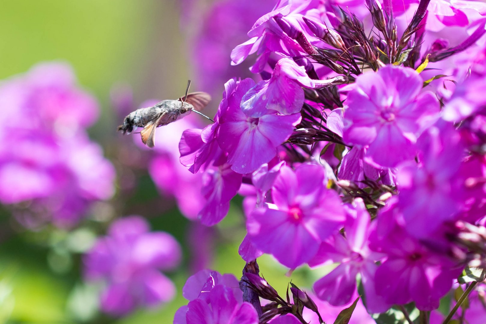 Taubenschwänzchen (Macroglossum stellatarum)