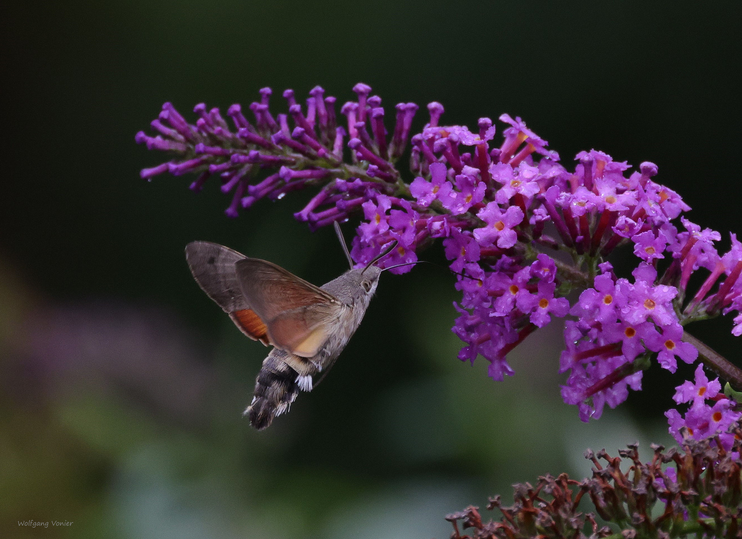 Taubenschwänzchen/ Macroglossum stellatarum