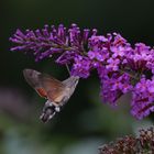 Taubenschwänzchen/ Macroglossum stellatarum