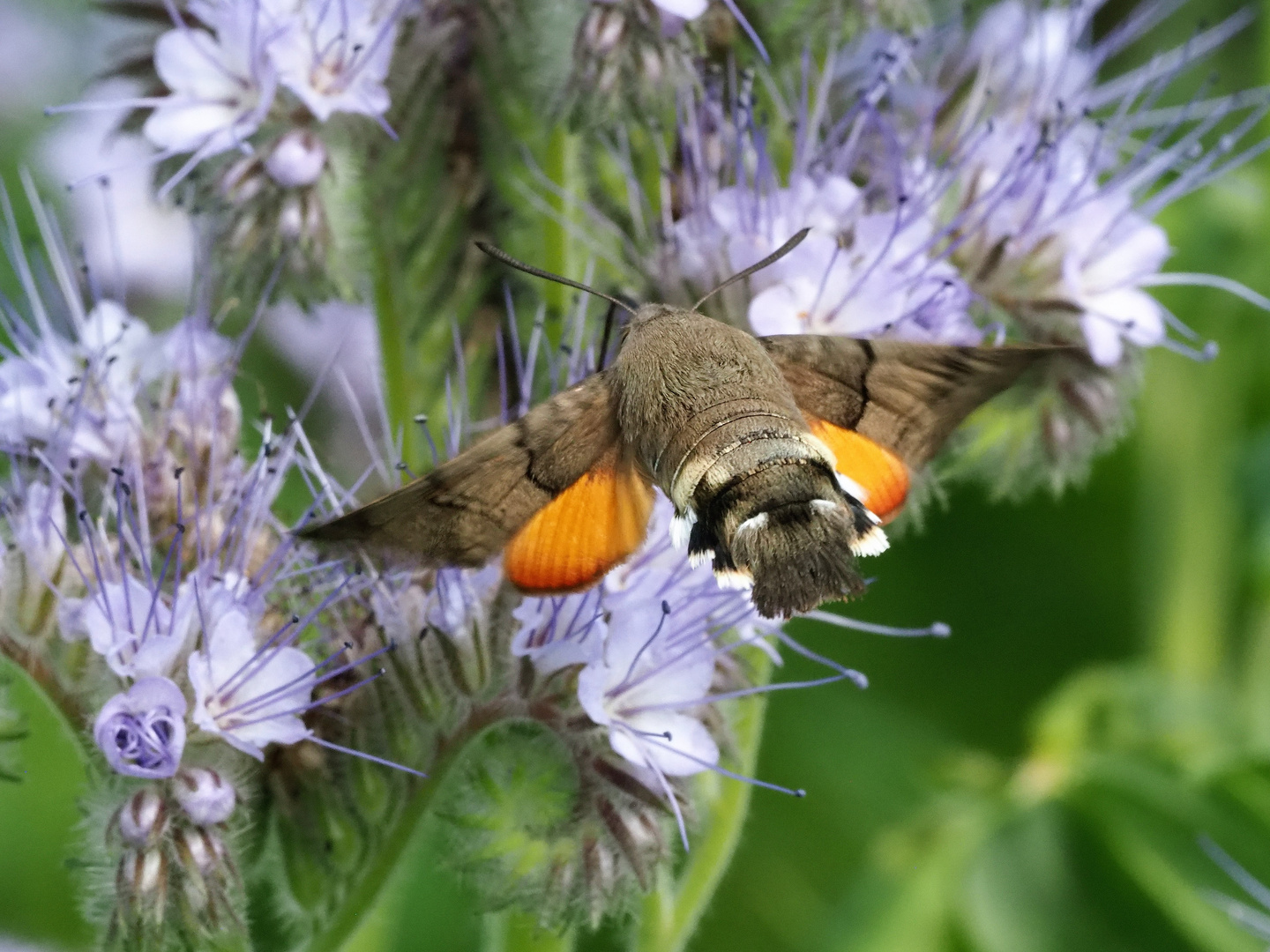 Taubenschwänzchen - Macroglossum stellatarum