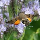 Taubenschwänzchen - Macroglossum stellatarum