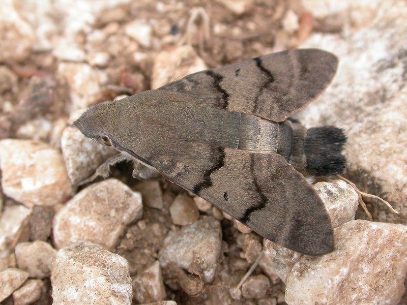 Taubenschwänzchen [Macroglossum stellatarum]