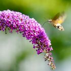 Taubenschwänzchen (Macroglossum stellatarum)