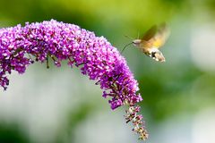 Taubenschwänzchen (Macroglossum stellatarum)