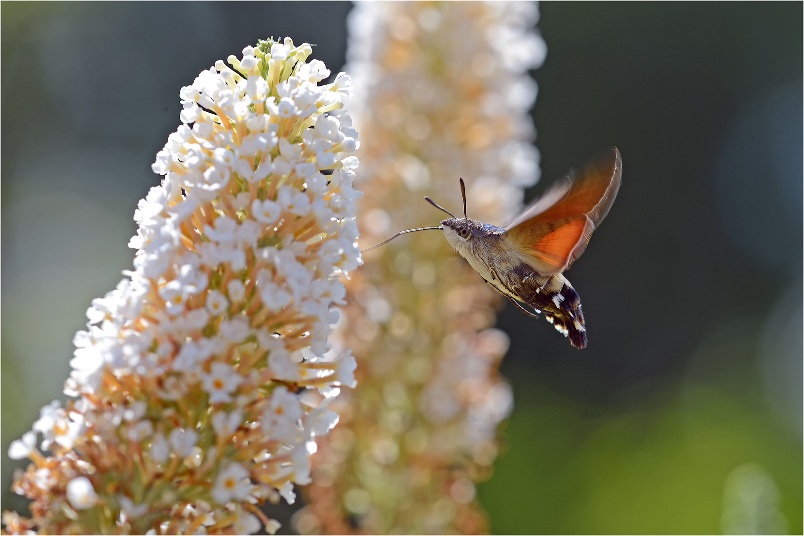 Taubenschwänzchen (Macroglossum stellatarum)