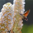 Taubenschwänzchen (Macroglossum stellatarum)