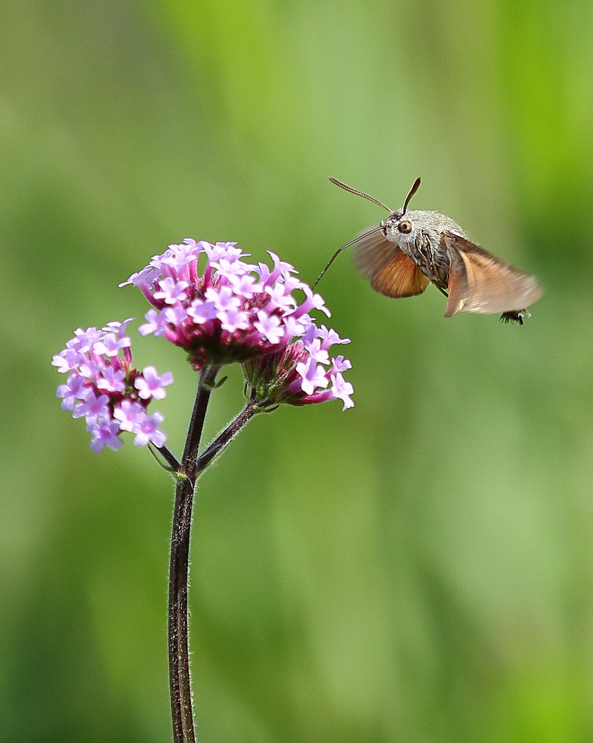 Taubenschwänzchen (Macroglossum stellatarum)