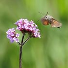 Taubenschwänzchen (Macroglossum stellatarum)