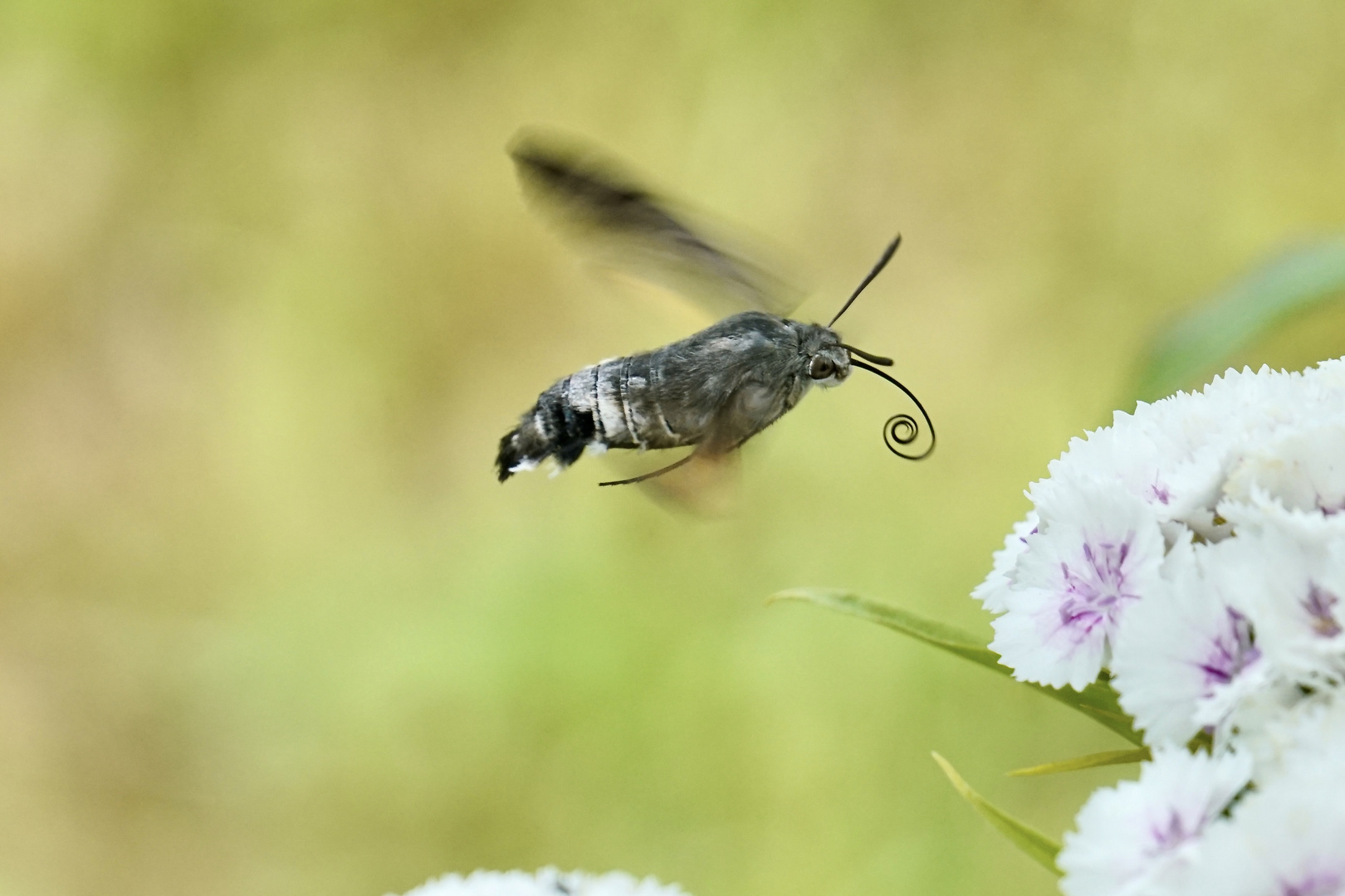 Taubenschwänzchen (Macroglossum stellatarum)