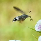 Taubenschwänzchen (Macroglossum stellatarum)